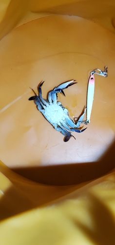 カニの釣果