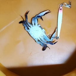 カニ