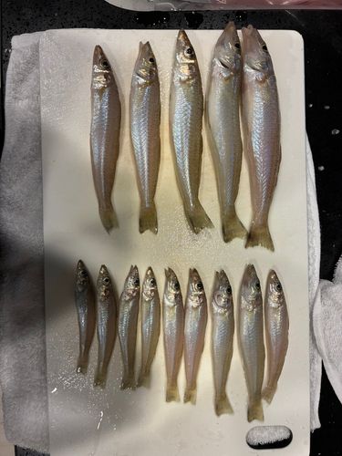 キスの釣果