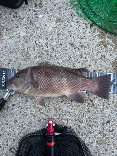 コブダイの釣果