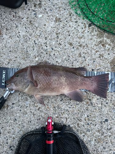 コブダイの釣果