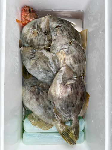 カワハギの釣果