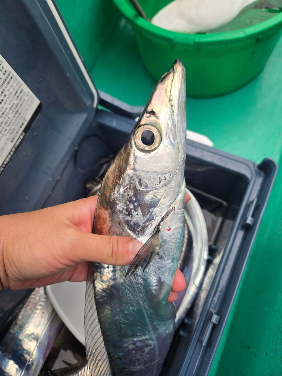 CHIYORIさんの釣果 1枚目の画像