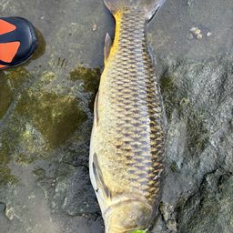 スモールマウスバス