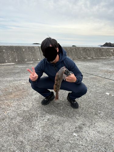 アイナメの釣果