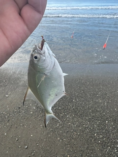 コバンアジの釣果