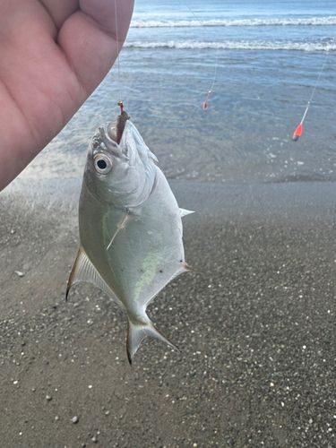 コバンアジの釣果