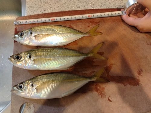 アジの釣果