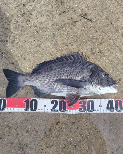 チヌの釣果