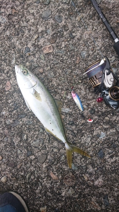 コゾクラの釣果