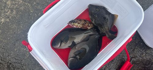 クチブトグレの釣果