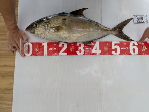 カンパチの釣果