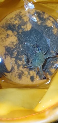 カニの釣果