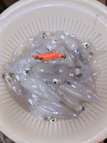 マメイカの釣果