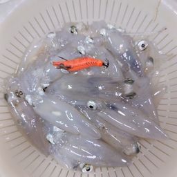 マメイカ