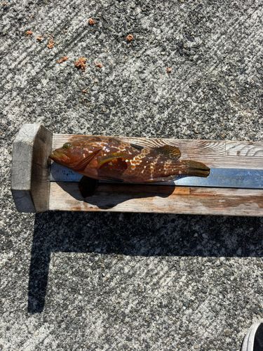 アコウの釣果