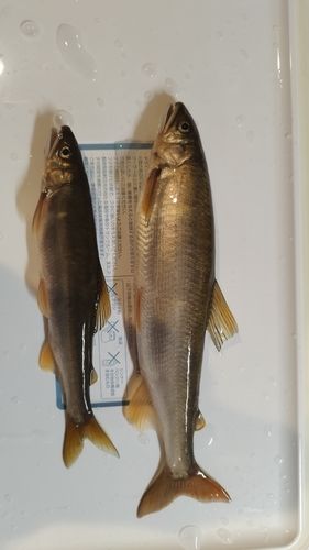 アユの釣果