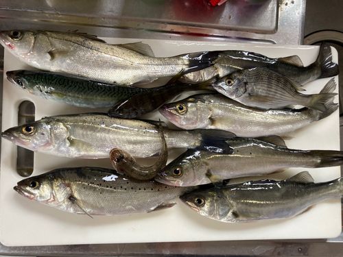 セイゴ（マルスズキ）の釣果