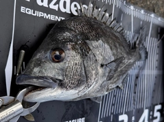 チヌの釣果