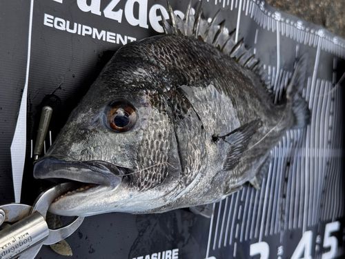チヌの釣果