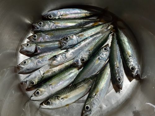 サバの釣果