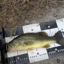 ラージマウスバス