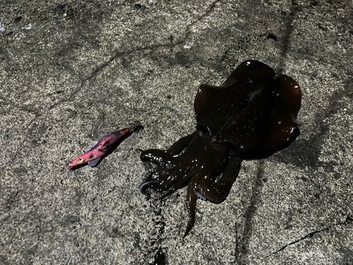 アオリイカの釣果
