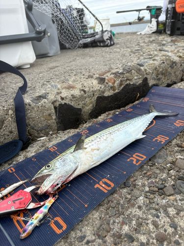 サゴシの釣果