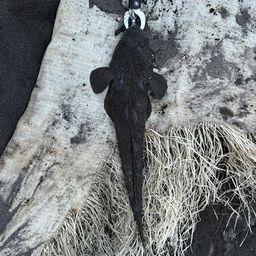マゴチ