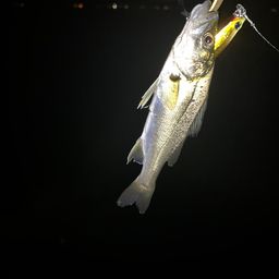 マゴチ