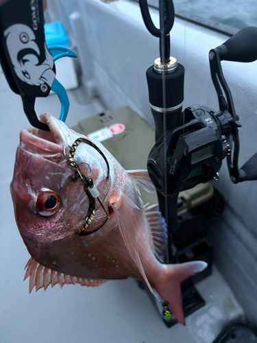 マダイの釣果