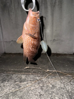 キジハタの釣果