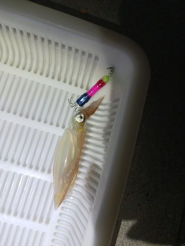 ヤリイカの釣果
