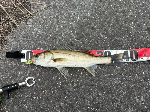 シーバスの釣果