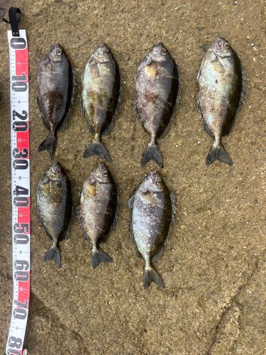 アイゴの釣果