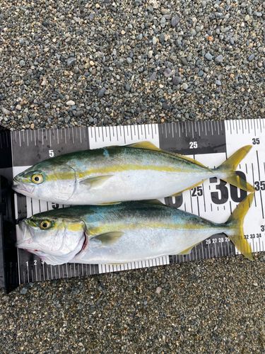 ワカシの釣果