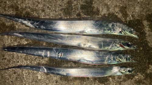 タチウオの釣果