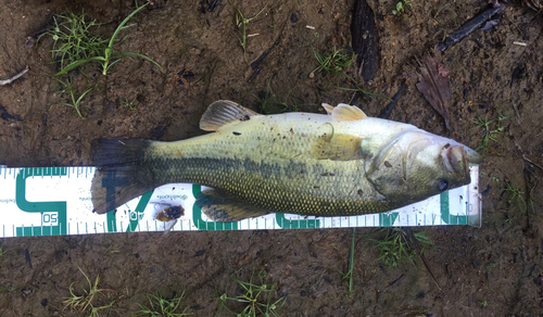 ブラックバスの釣果