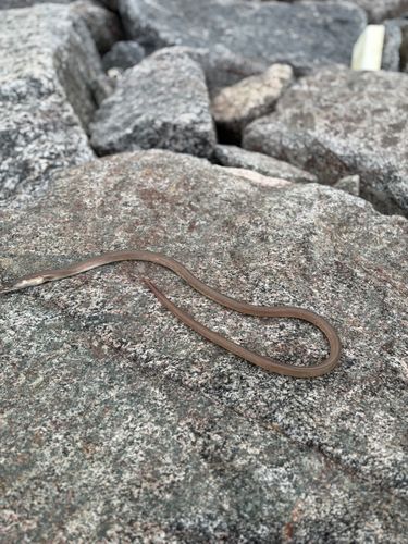 ダイナンウミヘビの釣果