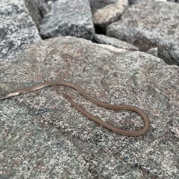 ダイナンウミヘビ
