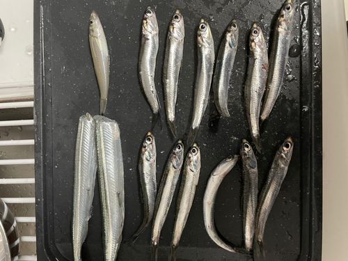 カタクチイワシの釣果