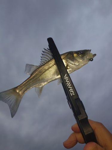 セイゴ（マルスズキ）の釣果