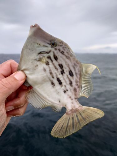 カワハギの釣果