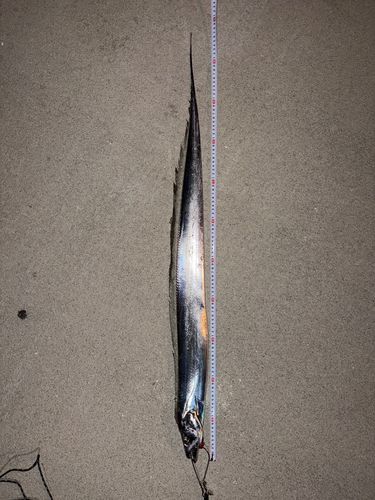 タチウオの釣果