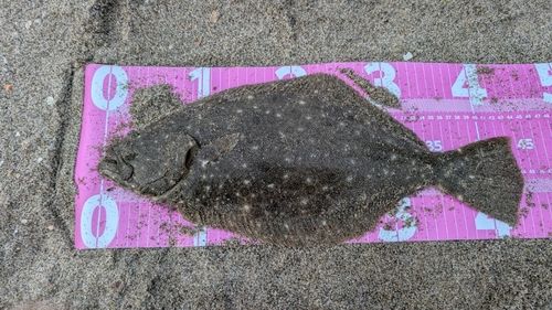 ヒラメの釣果