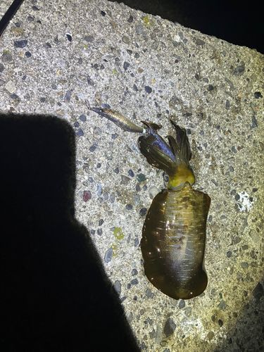 知多湾