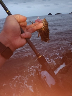 ガシラの釣果