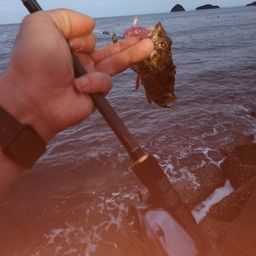 ガシラ