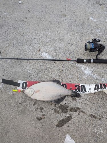 クロガシラガレイの釣果