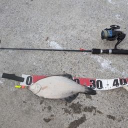 クロガシラガレイ